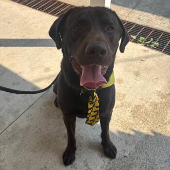 Walter -  Chocolate Labrador Retriever Dog for Adoption in Union City, Pennsylvania - Walter | PetCurious