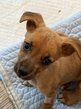 Zack -  Mixed Breed Dog for Adoption in Rincón, Rincón - Zack | PetCurious