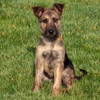 BARQS -  Black Mouth Cur and German Wirehaired Pointer Dog for Adoption in St. Louis, Missouri - BARQS | PetCurious