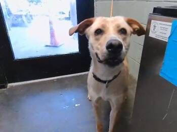 Labrador Retriever Dogs Available for Adoption in Tulsa, Oklahoma - ATHENA | PetCurious