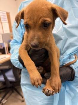Osprey -  Mixed Breed Dog for Adoption in Fresno, California - Osprey | PetCurious