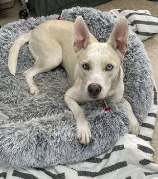 Abby -  Mixed Breed Dog for Adoption in Gary, Indiana - Abby | PetCurious