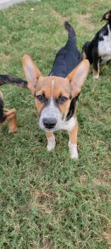 Catalina the beautiful mixed breed -  Australian Cattle Dog Blue Heeler and German Shepherd Dog Dog for Adoption in Muskego, Wisconsin - Catalina The Beautiful Mixed Breed | PetCurious
