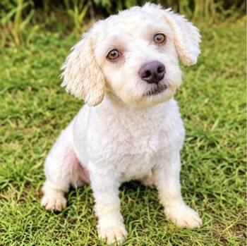 Rambo -  Miniature Poodle Dog for Adoption in Foley, Alabama - Rambo | PetCurious