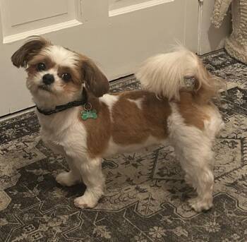 Jazz -  Shih Tzu and Mixed Breed Dog for Adoption in Ellicott City, Maryland - Jazz | PetCurious