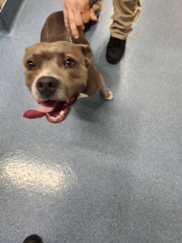 RIVER -  Pit Bull Terrier and Mixed Breed Dog for Adoption in Pearland, Texas - RIVER | PetCurious
