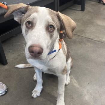 Teddy 2 -  Dalmatian and Husky Dog Available for Adoption in Tampa, Florida - Teddy 2 | PetCurious