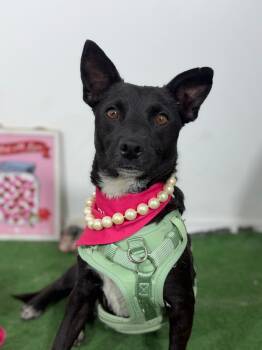 Poppy-One of our Amazing Rescue Dogs -  Corgi and Australian Kelpie Dog for Adoption in Carlsbad, California - Poppy-One Of Our Amazing Rescue Dogs | PetCurious