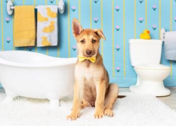 Bud -  Siberian Husky and Belgian Shepherd Malinois Dog for Adoption in Frisco, Texas - Bud | PetCurious