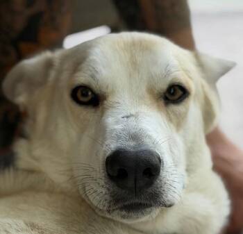 Cayenne -  Shepherd Dog for Adoption in Denver, Colorado - Cayenne | PetCurious
