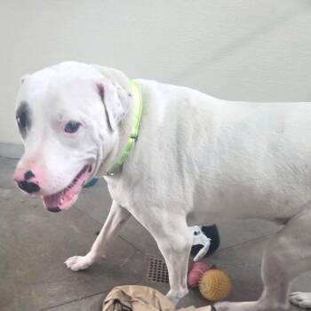 Spencer -  Mixed Breed Dog for Adoption in Fort Bragg, California - Spencer | PetCurious