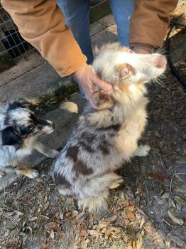 Australian Shepherd Dogs Available for Adoption - Harper | PetCurious