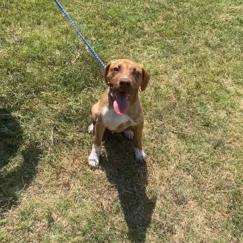 Rupert -  Vizsla and American Bulldog Dog for Adoption in Nevada, Missouri - Rupert | PetCurious