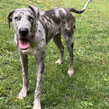 Great Dane Dogs Available for Adoption in Albany, New York - Bravo | PetCurious