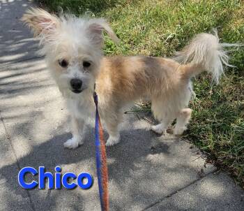 Chico -  Terrier Dog for Adoption - Chico | PetCurious