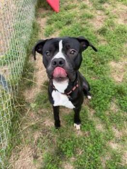 Koda (ID 52096) -  American Bulldog and Cane Corso Dog for Adoption in Manassas, Virginia - Koda (ID 52096) | PetCurious