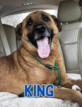 German Shepherd Dog and Great Pyrenees Dogs Available for Adoption - King | PetCurious