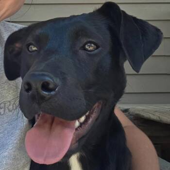 Pit Bull Terrier Dogs Available for Adoption - Tobias | PetCurious