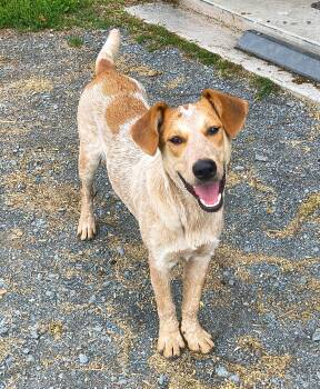 Cooper -  Australian Cattle Dog Blue Heeler Dog for Adoption in Philadelphia, Pennsylvania - Cooper | PetCurious