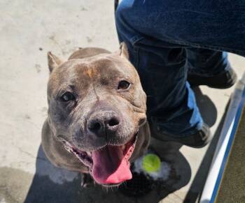 Rescue Pit Bull Terrier and Mixed Breed Dogs for Adoption in Roanoke, Virginia - Diamond | PetCurious