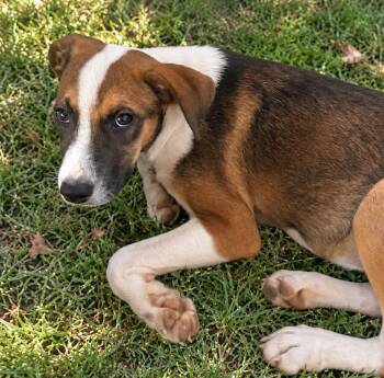 Chestnut - mixed nut litter -  Labrador Retriever and Australian Cattle Dog Blue Heeler Dog for Adoption in Horn Lake, Mississippi - Chestnut - Mixed Nut Litter | PetCurious