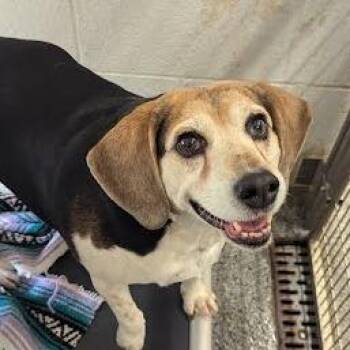 Beagle Dogs Available for Adoption - Jill | PetCurious