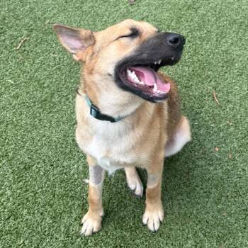 Cracker Jack -  German Shepherd Dog and Mixed Breed Dog for Adoption in Charlottesville, Virginia - Cracker Jack | PetCurious