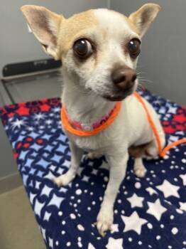 Rescue Chihuahua Dogs for Adoption in Las Vegas, Nevada - MAYA | PetCurious