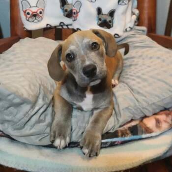 Dane -  Hound and Mixed Breed Dog for Adoption in Chicago, Illinois - Dane | PetCurious