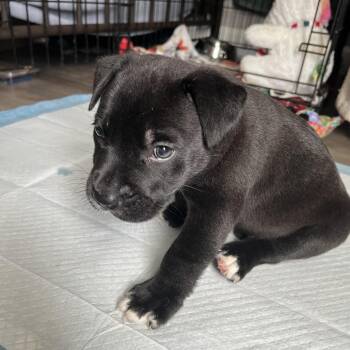 Chunkie -  Mixed Breed Dog for Adoption in Lakeland, Florida - Chunkie | PetCurious