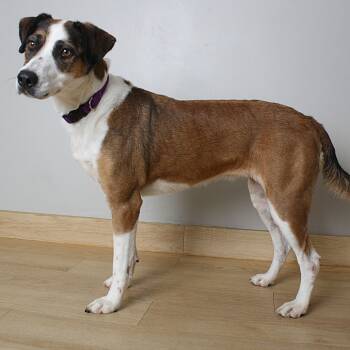 Rescue Boxer and German Shepherd Dog Dogs for Adoption in Minnetonka, Minnesota - Raven D66978 | PetCurious