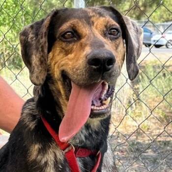 Rescue Hound Dogs for Adoption in Durango, Colorado - Bonnie | PetCurious