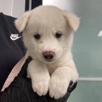 American Eskimo Dog Dogs Available for Adoption in Abilene, Texas - Kibo | PetCurious