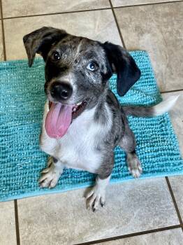 Pierogi -  Mixed Breed Dog for Adoption in Lacon, Illinois - Pierogi | PetCurious