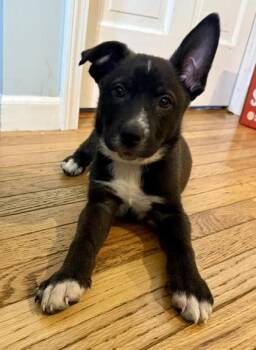 Siberian Husky and German Shepherd Dog Dogs Available for Adoption in Hobart, Indiana - Vienna Beef | PetCurious