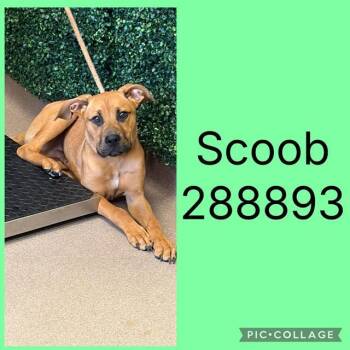 SCOOB -  Mixed Breed Dog for Adoption in Macon, Georgia - SCOOB | PetCurious