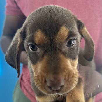 Marbles - Local October 9-11 -  Labrador Retriever Dog for Adoption in Brookshire, Texas - Marbles - Local October 9-11 | PetCurious