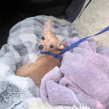 Chihuahua Dogs Available for Adoption - PIXOL | PetCurious
