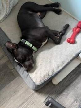 Duke -  American Bulldog Dog for Adoption in Lakeland, Florida - Duke | PetCurious