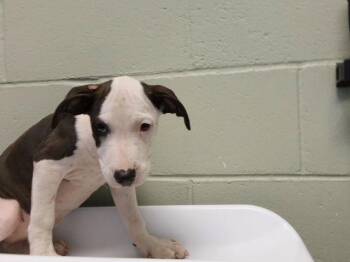 BURNT ENDS -  Pit Bull Terrier and Mixed Breed Dog for Adoption in Tulsa, Oklahoma - BURNT ENDS | PetCurious