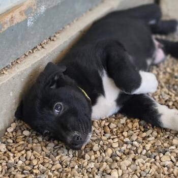 Dougie JuM -  German Shepherd Dog and Mixed Breed Dog for Adoption in Austin, Texas - Dougie JuM | PetCurious