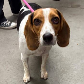 Jessabelle -  Beagle Dog for Adoption in Yuma, Arizona - Jessabelle | PetCurious