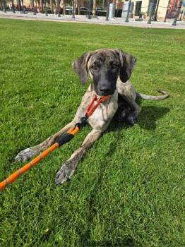 CROSBY -  Saluki Dog for Adoption in Agoura Hills, California - CROSBY | PetCurious