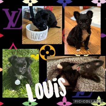 Mixed Breed Dogs Available for Adoption - Louis | PetCurious