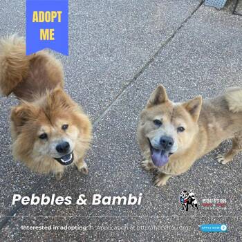 Rescue Chow Chow Dogs for Adoption in Houston, Texas - Pebbles & Bambi | PetCurious