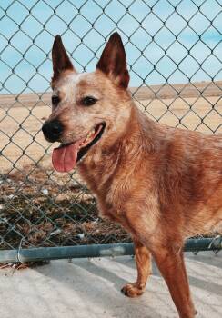 Australian Cattle Dog Blue Heeler Dogs Available for Adoption - Max | PetCurious