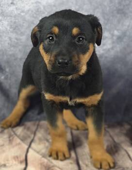 Rescue Rottweiler and German Shepherd Dog Dogs for Adoption - Inferno Pack - Solis | PetCurious