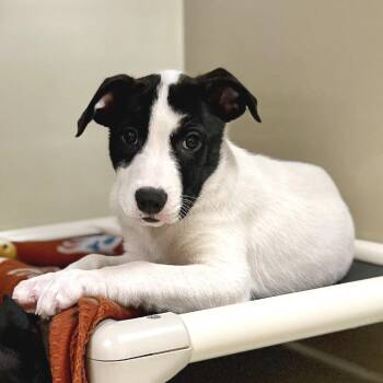Jimmi Chew 53920 -  Labrador Retriever and Mixed Breed Dog for Adoption in Las Vegas, Nevada - Jimmi Chew 53920 | PetCurious