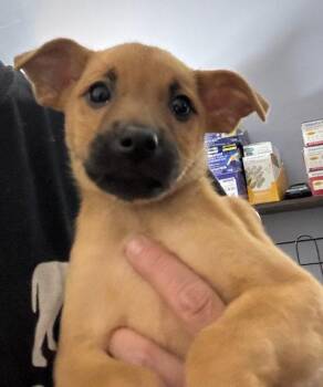 Alder -  Labrador Retriever Dog for Adoption in Jefferson, New Jersey - Alder | PetCurious