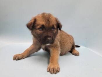 Gary -  German Shepherd Dog and Mixed Breed Dog for Adoption in Minneapolis, Minnesota - Gary | PetCurious
